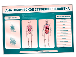 Электрифицированный учебный стенд с макетом скелета "Анатомическое строение человека"
